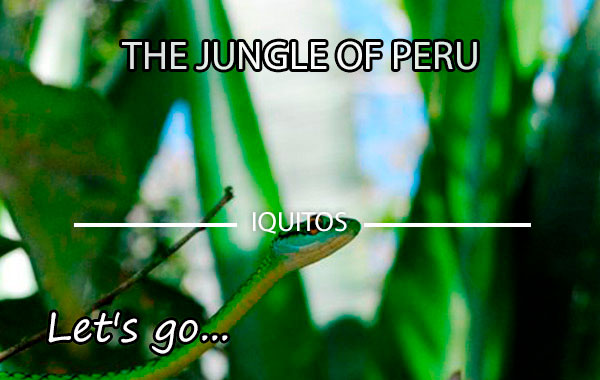 Excursion to the heart of the Peruvian Jungle - Iquitos (106 m)